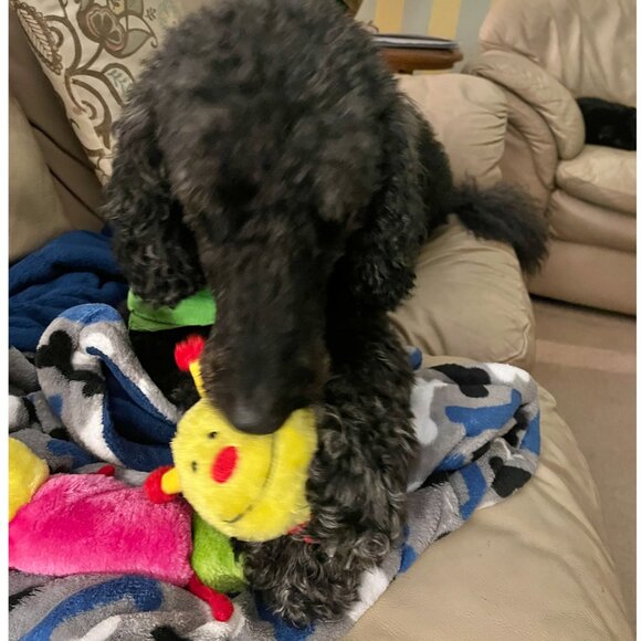 NWT ZippyPaws Squeaky Caterpillar Dog Toy- colorblock- Med/Large Dogs - Picture 5 of 7